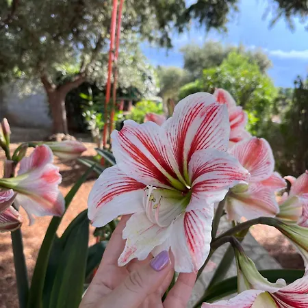 La Giopalma Konukevi 4*